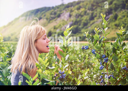 Pretty young woman is picking and eating fruits on a blueberry field. Lensflare and vintage toned. Stock Photo