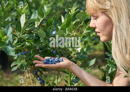 Pretty young woman is picking fruits on a blueberry field. Stock Photo