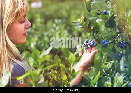 Pretty young woman is picking fruits on a blueberry field. Lensflare and vintage toned. Stock Photo