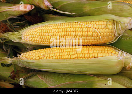 Two open peeled fresh raw yellow corn cobs with green leaves in heap of fresh corn at retail market stall display, close up, elevated high angle top v Stock Photo