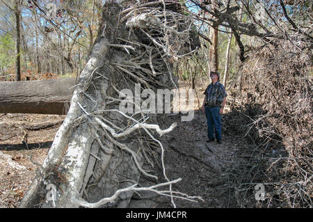 Man inspects the root ball of an oak tree that has fallen over at Oleno State Park in North Central Florida Stock Photo