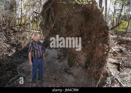 Man inspects the root ball of an oak tree that has fallen over at Oleno State Park in North Central Florida Stock Photo