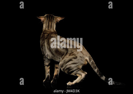 Oriental Cat With Big Ears on Black Isolated Background Stock Photo
