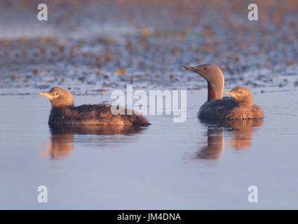 An adult Red throated diver (Gavia stellata)  and it's 2 chicks in golden dawn light, Shetland, UK Stock Photo