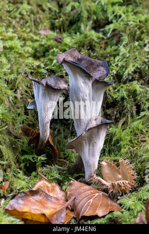 Craterellus cornucopioides, or Horn of Plenty, an edible mushroom or toadstool, in moss Stock Photo