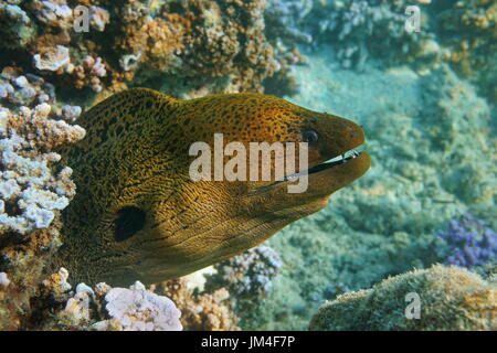 A giant moray eel head, Gymnothorax javanicus, underwater in the lagoon of Bora Bora, Pacific ocean, French Polynesia Stock Photo