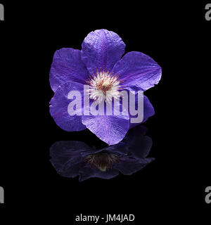 Flower plants clematis purple on a black background with a real reflection isolated Stock Photo
