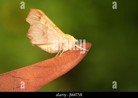 A pretty Dusky Thorn Moth (Ennomos fuscantaria) perched on a leaf. Stock Photo