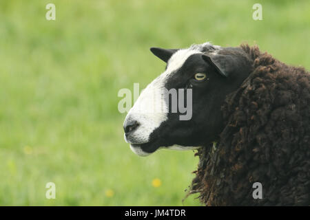 A head shot of a Zwartbles Sheep (Ovis aries) on Orkney, Scotland. Stock Photo