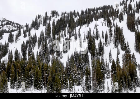 Pine trees dusted with snow on the side of a mountain. Stock Photo