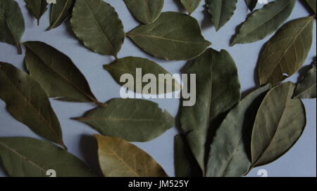 Dry Bay laurel leaves on white Stock Photo
