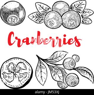 Set of hand drawn cranberries isolated on white background. Design elements for label, emblem, sign, poster, menu. Vector illustration Stock Vector