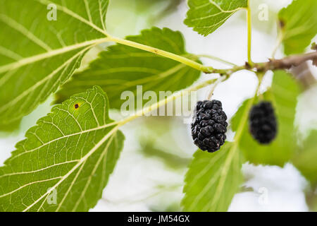 ripe black fruits on Morus tree (mulberry, Morus nigra) close up in summer season in Krasnodar region of Russia Stock Photo