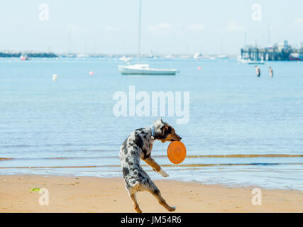 Gorgeous Australian Shepherd tri color merle dog on the beach leaping from behind catching orange frisbee west paw mid air stunning ocean background Stock Photo