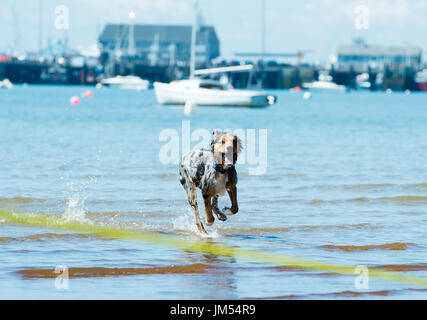 gorgeous tri color merle blue eyed Australian Shepherd running and playing in the ocean water Stock Photo
