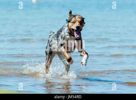 gorgeous tri color merle blue eyed Australian Shepherd running and playing in the ocean water Stock Photo