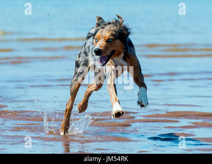 gorgeous tri color merle blue eyed Australian Shepherd running and playing in the ocean water Stock Photo