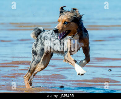 gorgeous tri color merle blue eyed Australian Shepherd running and playing in the ocean water Stock Photo