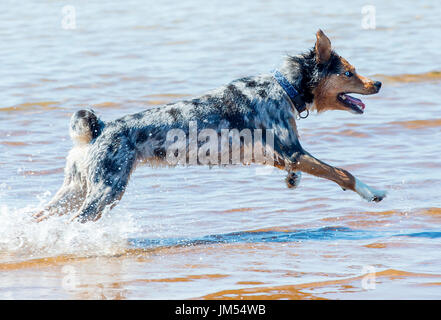 gorgeous tri color merle blue eyed Australian Shepherd running and playing in the ocean water Stock Photo
