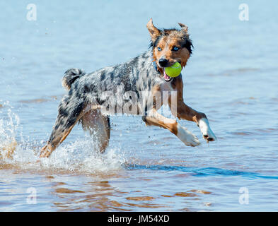 Beautiful, stunning tri color Australian Shepherd dog running and playing with tennis ball in mouth in shallow ocean water Stock Photo