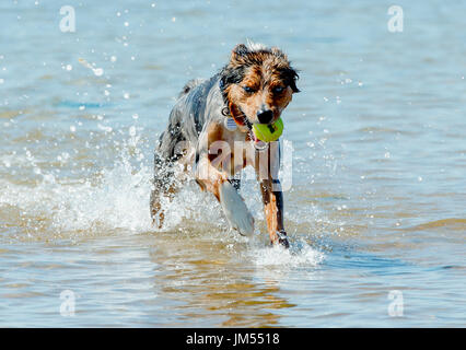 Beautiful, stunning tri color Australian Shepherd dog running and playing with tennis ball in mouth in shallow ocean water Stock Photo