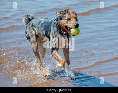 Beautiful, stunning tri color Australian Shepherd dog running and playing with tennis ball in mouth in shallow ocean water Stock Photo
