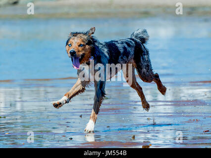 gorgeous tri color merle blue eyed Australian Shepherd running and playing in the ocean water Stock Photo