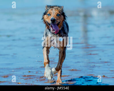 gorgeous tri color merle blue eyed Australian Shepherd running and playing in the ocean water Stock Photo