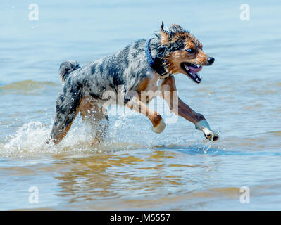 gorgeous tri color merle blue eyed Australian Shepherd running and playing in the ocean water Stock Photo