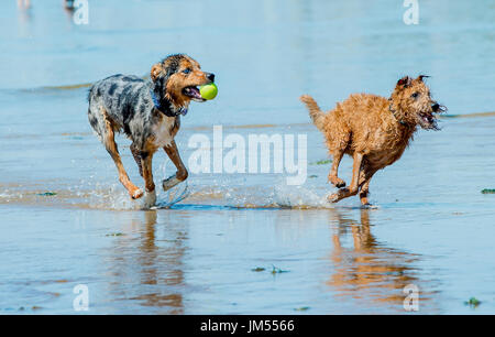 Happy dogs playing and running on the beach in shallow water on sunny day at the ocean in Provincetown, MA Stock Photo