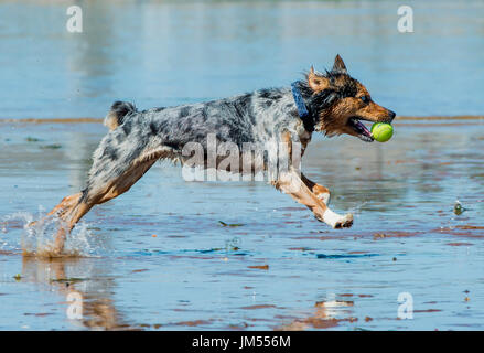 Beautiful, stunning tri color Australian Shepherd dog running and playing with tennis ball in mouth in shallow ocean water Stock Photo