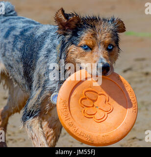Adorable stunning beautiful blue eyed tri color merle Australian Shepherd dog with orange West Paw frisbee in mouth on the beach close up Stock Photo