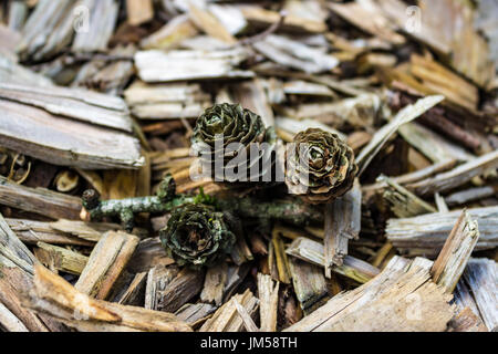 Three Pine cones on Tree bark chips Stock Photo