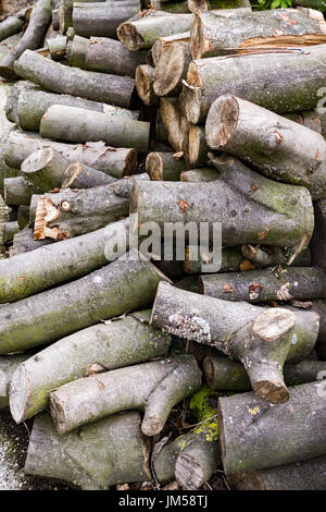Some freshly cut firewood stapled Stock Photo