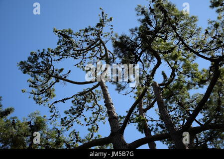 View from below on the Larches (Larix) on a background of the blue sky Stock Photo