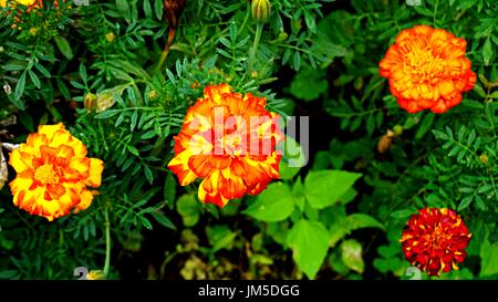 Orange and yellow Tagetes flowers (marigold) with green leafs in garden.