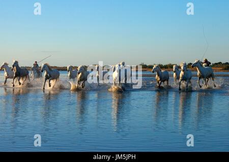 White Horses Camarque, France Stock Photo