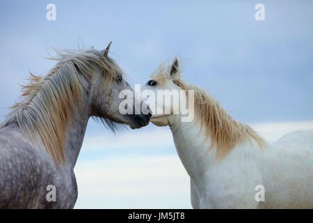 White Horses, Camarque, France Stock Photo