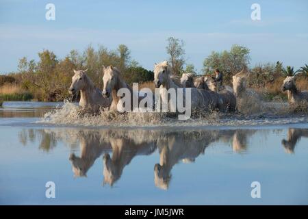 White Horses Camarque, France Stock Photo