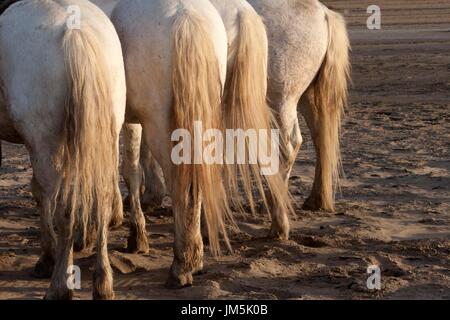 White Horses, Camarque, France Stock Photo