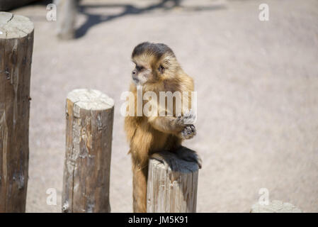 White-faced Capuchin (Cebus capucinus) Stock Photo