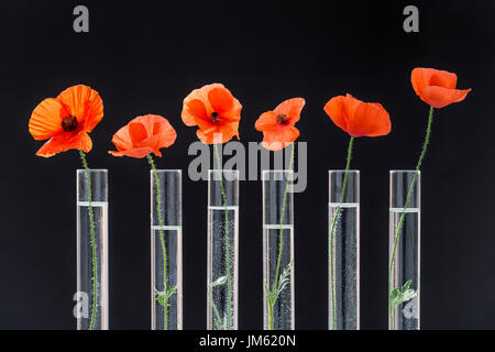 Poppy in test tube for herbal medicine and essential oil on black background. The concept of medicinal plant research. Stock Photo