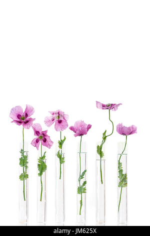 purple poppies , in test tube for herbal and chimical medicine and essential oil on white background. The concept of medicinal plant research. Stock Photo