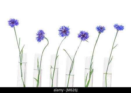 Beautiful blue cornflower in test tubes isolated on white-herbal medicine research Stock Photo