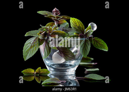 Fresh garden purple basil in mortar. Isolated on black Stock Photo