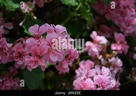 Flowers of the pink Garden Geranium, Zonal Geranium or Malva (Pelargonium hortorum) Stock Photo