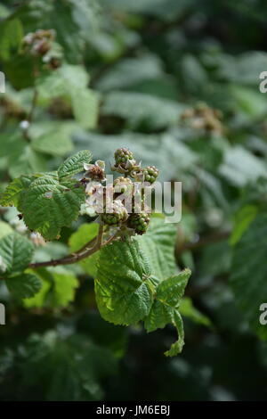 Ripening blackberries on the bush with green leaves in Ireland Stock Photo