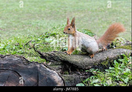 fluffy red squirrel sitting on old tree log in forest on green grass background Stock Photo