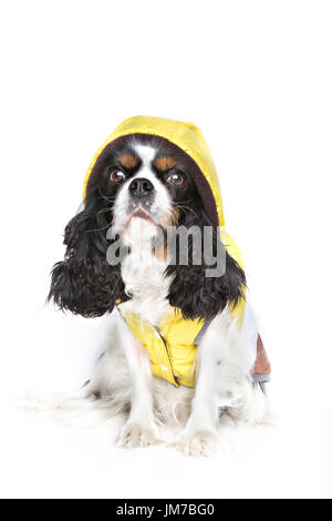 cute dog in yellow jacket isolated on white Stock Photo
