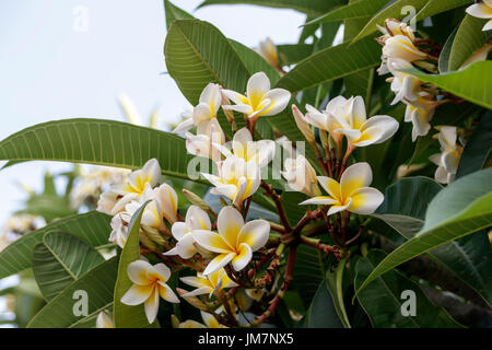 Flowers and buds of Plumeria alba Stock Photo